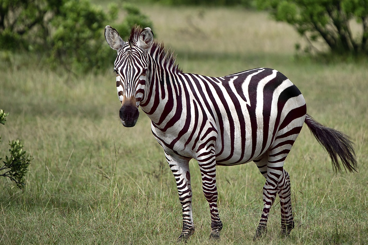 zebra